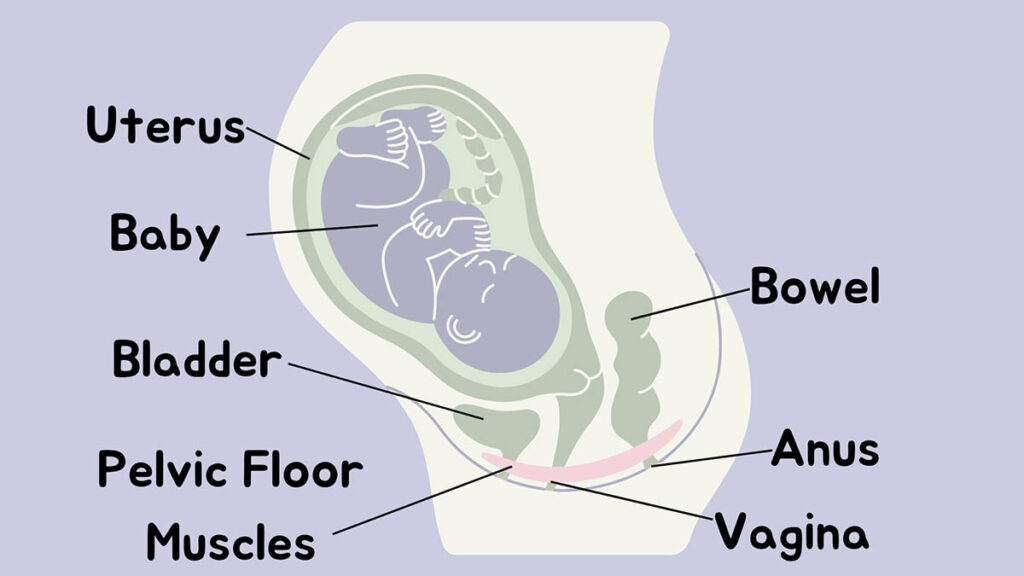 Illustration showing a cross-section of a female anatomy with a fetus in the uterus. labeled parts include uterus, baby, bowel, bladder, anus, vagina, and pelvic floor muscles. background is purple.