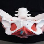Pudendal Neuralgia: Causes, Symptoms, and Treatment Options